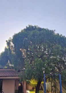 Vicente Pires House | Canto da Árvore