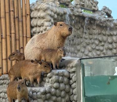 Mae Pong Resort | Capybara Zen Resort And Spa