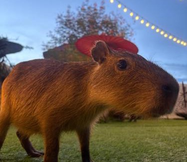 Mae Pong Resort | Capybara Zen Resort And Spa