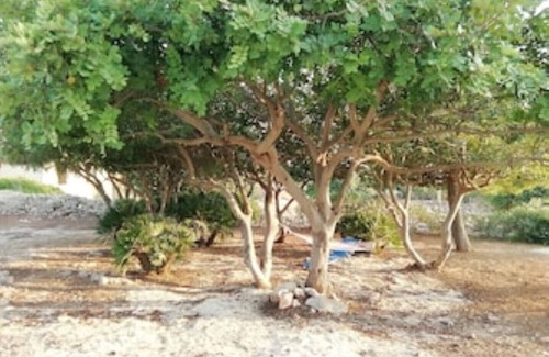 Sampieri Condo | Casa Amalia - Ferienwohnung mit Meerblick