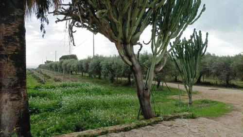 Menfi House | Casa Bouganville villetta tra le vigne e il mare