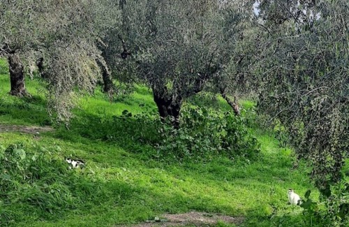 Gythio House | Casa de la Oliva in Greece