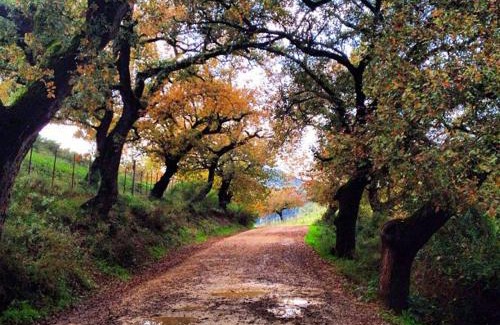 El Bosque House | Casa El Pinsapar
