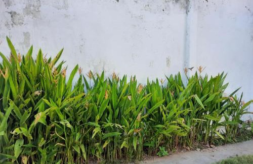 Carolina House | Casa para temporada - Chapada das Mesas