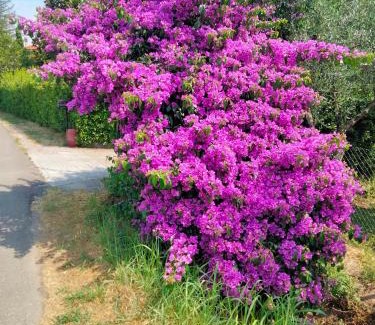 Avane Apartment | Casa Vacanze “Bouganville” loc Avane Pisa