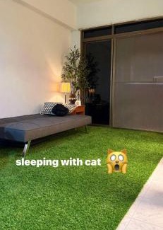 Hat Yai Apartment | cat hotel hatyai cat only