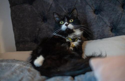 Bispham House | Cavendish Cat and Gaming House