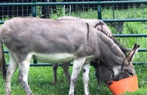 Freedom RV Rental | Celtic Glen Farm Stay - Shaded corn cribsn