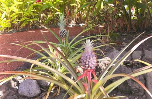 Kailua-Kona House | Central Oceanview Modern Cozy 3 Bed House