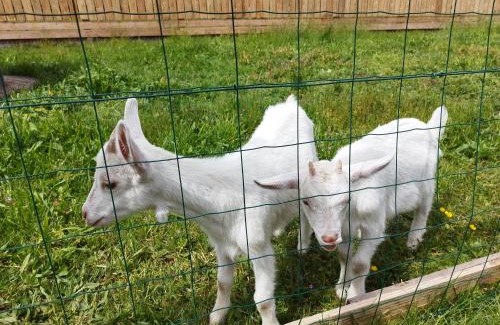 Spay Bed & Breakfast | Chalet - Proche circuit - Au Calme