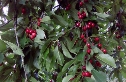 Pouligny-Saint-Pierre House | Charmante maison dans le Parc de la Brenne, idéale pour familles avec jardin, proche zoo et activités nature - FR-1-591-83
