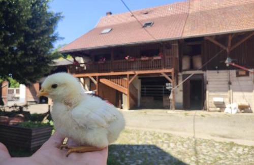 Horbourg-Wihr Apartment | Chez Marguerite Gîtes à la ferme