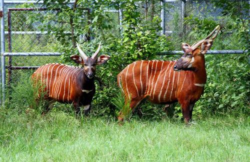 Chishang Resort | Chinshang Pastoral Farm Resort