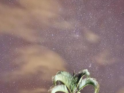 Honaunau-Napoopoo Bed & Breakfast | Coffee Garden