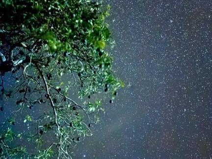 Honaunau-Napoopoo Bed & Breakfast | Coffee Garden