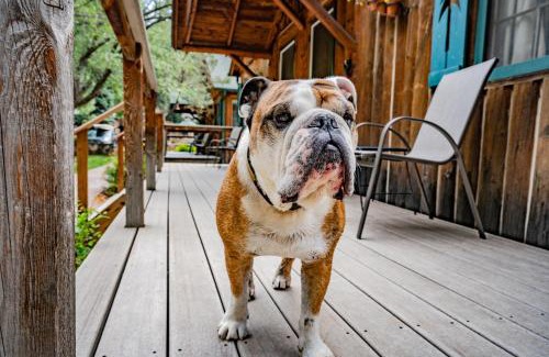 Evergreen Cabin | Colorado Bear Creek Cabins