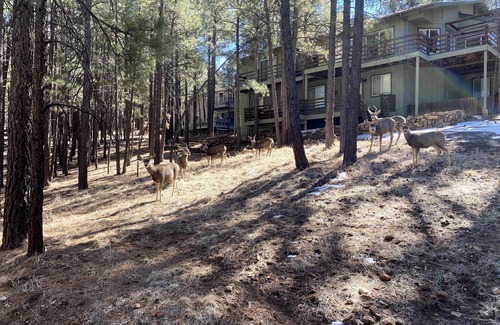Flagstaff House | Continental Country Club- Quiet Neighborhood- 4 Bedroom