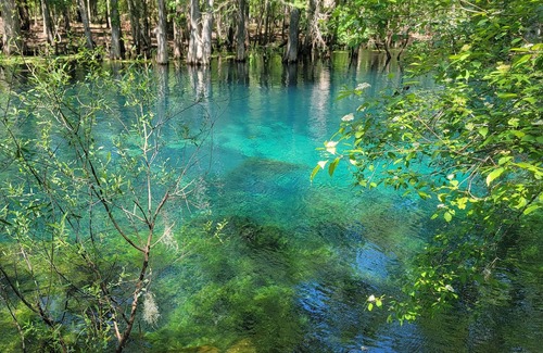 Bronson House | Country acre of quiet, calm, safe retreat. Near Devils Den Prehistoric Spring