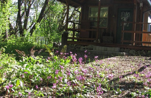 Medford Cabin | Creekside Cabin-a quiet, wooded country delight