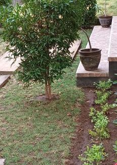 Purwakerti House | D'Amed house