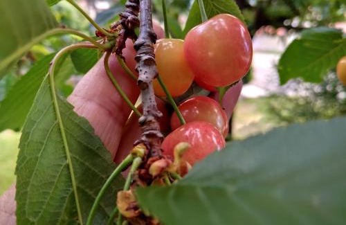 Grabri Apartment | DAAL