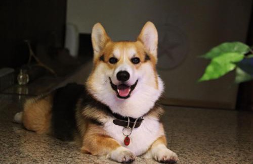 Anping House | Daguli's Home