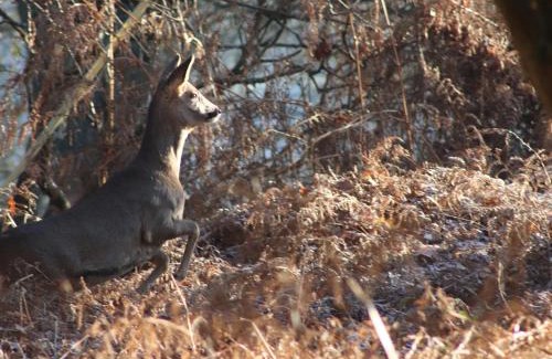 Wimborne House | Deer Lodge