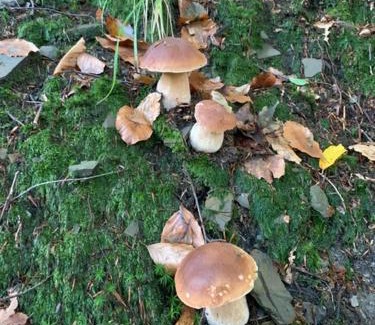 Rzyki Apartment | Dom Wakacyjny Gajówka z ogrodem i jacuzzi do stoku 2km