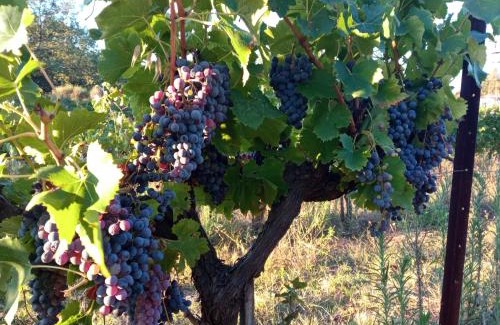 Brignoles Bed & Breakfast | Domaine Tombarel - Agritourisme
