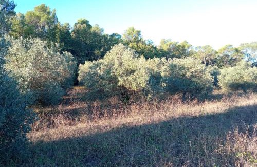 Brignoles Bed & Breakfast | Domaine Tombarel - Agritourisme