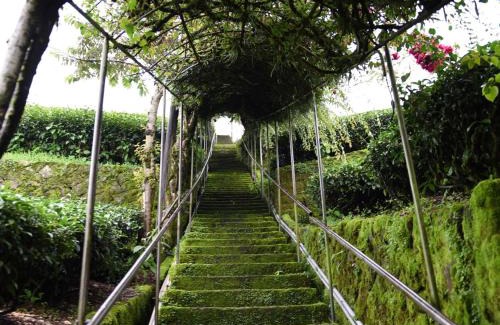 Zhuqi Bed & Breakfast | Drizzle Tea House