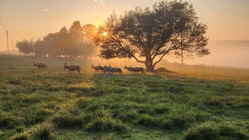 Msukaligwa Apartment | Echo Valley Guest Farm