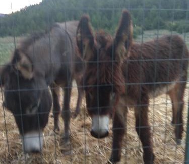 Sikyona House | eleni country cottage 2