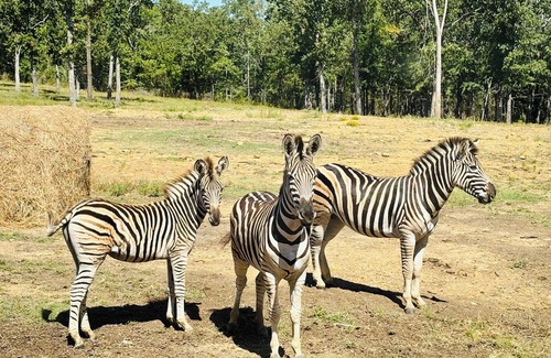 Henryetta Cabin | Elk Camping Cottage at Coble Highland Ranch
