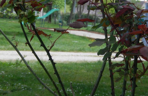 Couddes Cottage | Family house near Beauval Zoo, pets allowed, parking