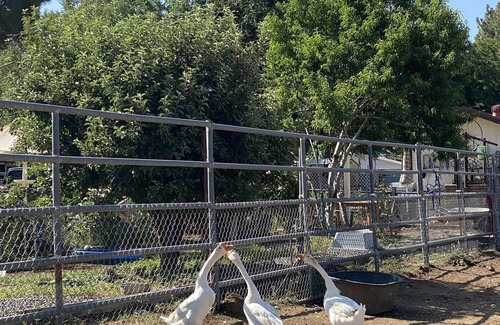 Pine Valley Cottage | Farm Stay 101