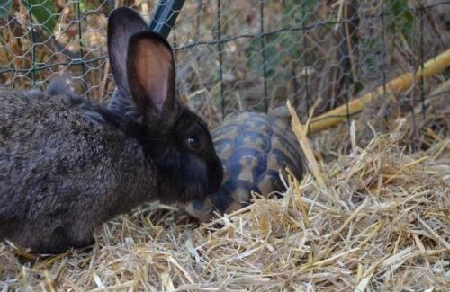 Nova Vas Apartment | Ferienwohnung für 3 Personen 2 Kinder ca 60 m in Brcici, Istrien Porec und Umgebung