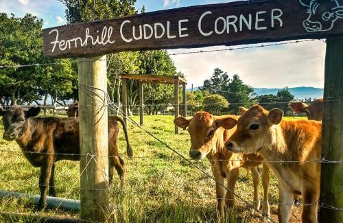 Knysna Other | Fernhill Tented Treehouses