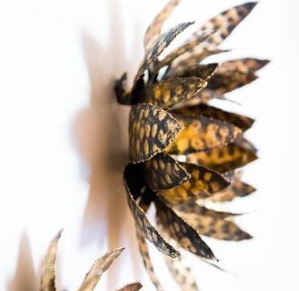 Cap-Ferret House | Ferret Vigne - Villa Chambres d'Hôtes