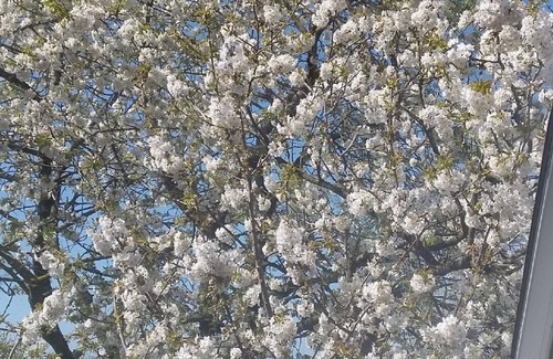 Zerkegem Apartment | Flat Meidoorn in Jabbeke