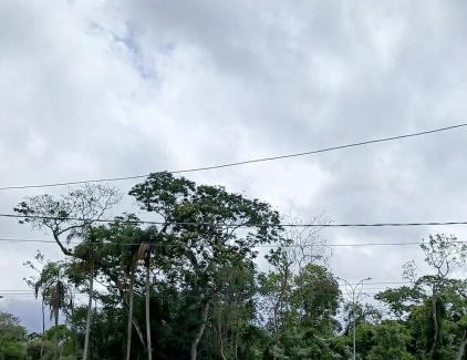 Cotia Apartment | Friends of Nature House