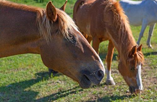 Oroville House | Frontier Cabin