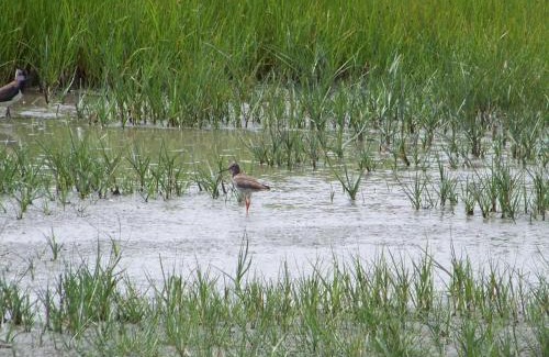 La Garnache House | Gîte authentique avec terrasse, jardin clos et wifi à La Garnache - FR-1-426-140