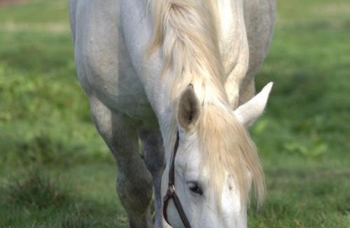Saint-Bonnet-de-Four House | Gîte Campagne avec Animaux, Wifi, Parking, Saint-Bonnet-de-Four - FR-1-489-559