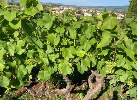 Fleurie House | Gîte de la vieille vigne