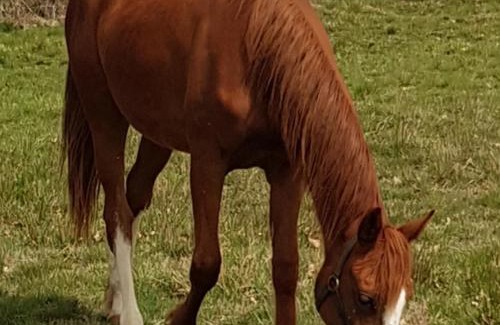 Sauvagny House | Gîte familial à Sauvagny avec climatisation et parking - FR-1-489-431