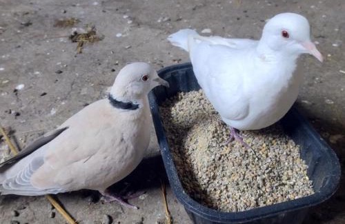 Saint-Bonnet-de-Four House | Gîte Jaune : Évasion Nature avec Animaux et Confort Inclus - FR-1-489-560