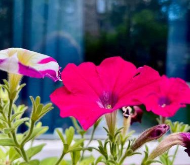Leith Apartment | Garden Flat