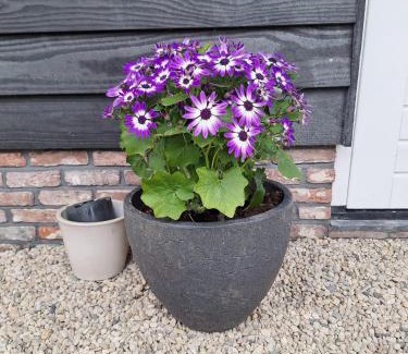 Westerland House | Gastenhuis Amstelmeerzicht.