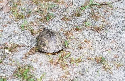 Appling RV Rental | Get Away in a private full 1acre lot in the Columbia County city of Appling.